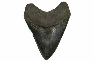 Serrated, Fossil Megalodon Tooth - South Carolina #296053