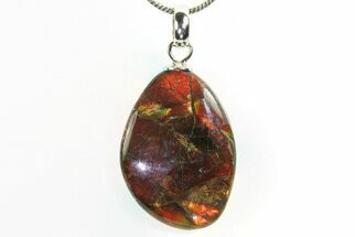 Brilliant Ammolite Pendant (Necklace) - Alberta, Canada #296104