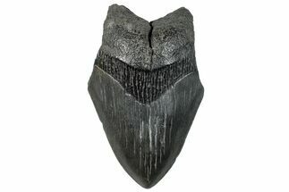 Partial, Fossil Megalodon Tooth - South Carolina #296147