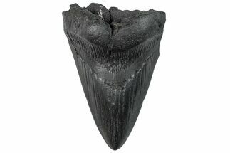 Partial, Fossil Megalodon Tooth - South Carolina #296153