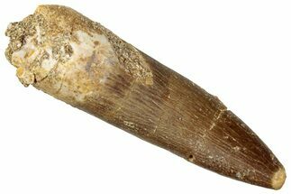 Fossil Plesiosaur (Zarafasaura) Tooth - Morocco #296343