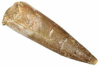 Fossil Plesiosaur (Zarafasaura) Tooth - Morocco #296344