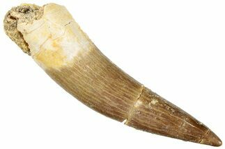 Fossil Plesiosaur (Zarafasaura) Tooth - Morocco #296346