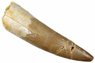 Fossil Plesiosaur (Zarafasaura) Tooth - Morocco #296357