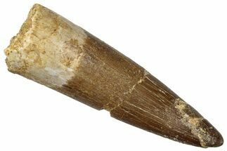 Fossil Plesiosaur (Zarafasaura) Tooth - Morocco #296362