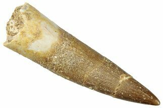 Fossil Plesiosaur (Zarafasaura) Tooth - Morocco #296363