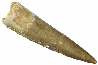 Fossil Plesiosaur (Zarafasaura) Tooth - Morocco #296368