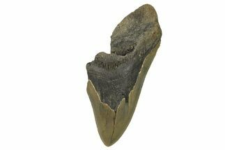 Bargain, Fossil Megalodon Tooth - Serrated Blade #296432