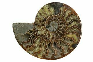 Cut & Polished Ammonite Fossil (Half) - Madagascar #296408