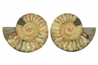 Cut & Polished, Crystal-Filled Ammonite Fossil - Madagascar #296411