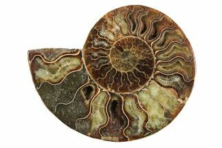 Cut & Polished Ammonite Fossil (Half) - Madagascar #296417