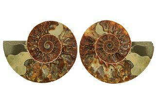 Cut & Polished, Crystal-Filled Ammonite Fossil - Madagascar #296418