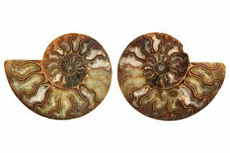 Cut & Polished, Crystal-Filled Ammonite Fossil - Madagascar #296427