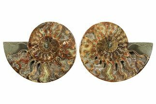 Cut & Polished, Crystal-Filled Ammonite Fossil - Madagascar #296400