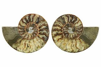 Cut & Polished, Crystal-Filled Ammonite Fossil - Madagascar #296401