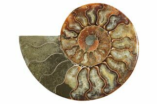 Cut & Polished Ammonite Fossil (Half) - Madagascar #296406