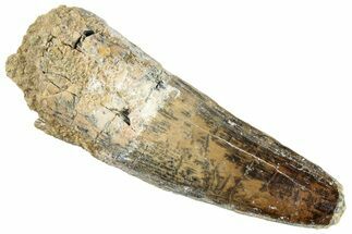 Fossil Spinosaurus Tooth - Real Dinosaur Tooth #296473