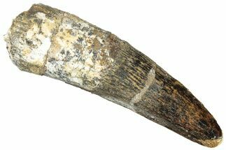 Fossil Spinosaurus Tooth - Real Dinosaur Tooth #296522