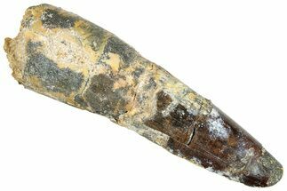 Fossil Spinosaurus Tooth - Real Dinosaur Tooth #296534