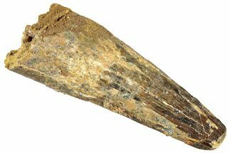 Fossil Spinosaurus Tooth - Real Dinosaur Tooth #296538