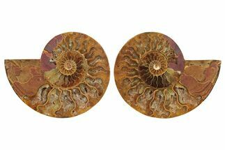 Cut & Polished, Crystal-Filled Ammonite Fossil - Madagascar #296474