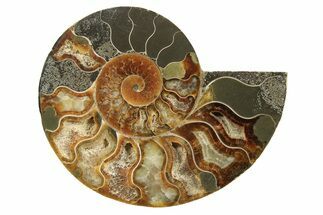 Cut & Polished Ammonite Fossil (Half) - Madagascar #296460