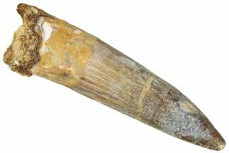 Fossil Spinosaurus Tooth - Real Dinosaur Tooth #296563