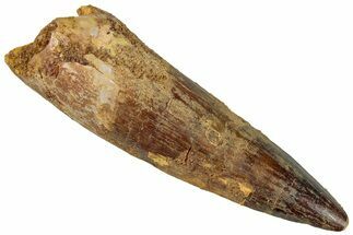 Fossil Spinosaurus Tooth - Real Dinosaur Tooth #296569