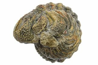 Wide Enrolled Morocops Trilobite - Morocco #296604