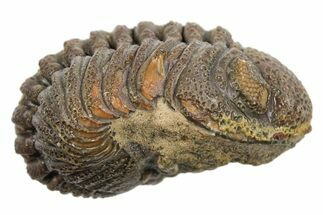 Long Partially Enrolled Morocops Trilobite - Morocco #296605