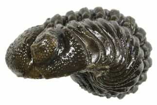 Long Partially Enrolled Morocops Trilobite - Morocco #296606