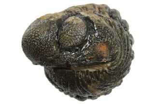 Wide Enrolled Morocops Trilobite - Morocco #296631