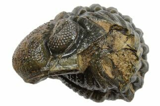 Wide Enrolled Morocops Trilobite - Morocco #296633