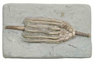 Fossil Crinoid (Macrocrinus) - Crawfordsville, Indiana #296779
