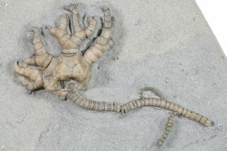 Fossil Crinoid (Cyathocrinites) - Crawfordsville, Indiana #296785