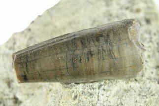 Fossil Crocodyliform (Goniopholidid) Tooth - Colorado #296693