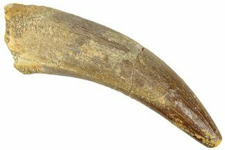 Fossil Plesiosaur (Zarafasaura) Tooth - Morocco #296383