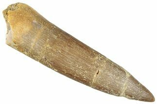 Fossil Plesiosaur (Zarafasaura) Tooth - Morocco #296384