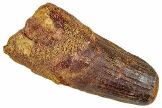 Fossil Spinosaurus Tooth - Feeding Worn Tip #296546