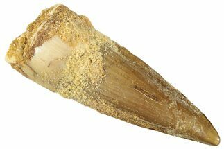 Fossil Spinosaurus Tooth - Real Dinosaur Tooth #296895