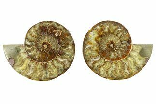 Cut & Polished, Agatized Ammonite Fossil - Madagascar #296659