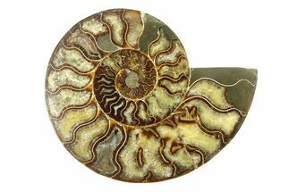 Large, Cut & Polished Ammonite Fossil (Half) - Madagascar #296661