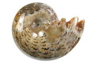 Polished Ammonite (Phylloceras) Fossil - Madagascar #297084