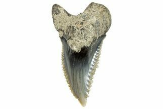 Fossil Shark Tooth (Hemipristis) - Bone Valley, Florida #297205