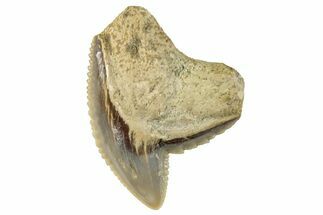 Fossil Tiger Shark (Galeocerdo) Tooth - Bone Valley, Florida #297208