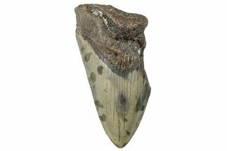 Bargain, Fossil Megalodon Tooth - North Carolina #297267