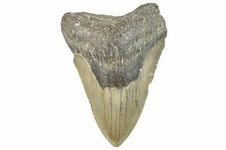 Serrated, Fossil Megalodon Tooth - North Carolina #297279