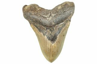 Fossil Megalodon Tooth - North Carolina #297288