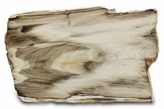 Rip-Cut Polished Petrified Wood Slab - Saddle Mountain, WA #297300