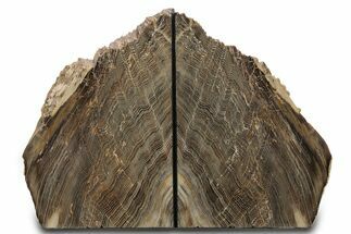 Polished Petrified Wood Bookends - Washington #297311